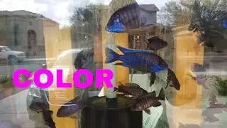 Why Are my Fish Losing Color?