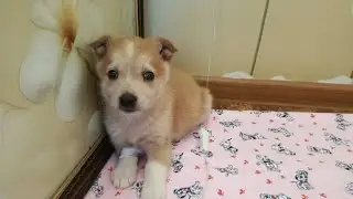 Самого грустного щенка забрали из приюта и вот как он изменился всего за час!