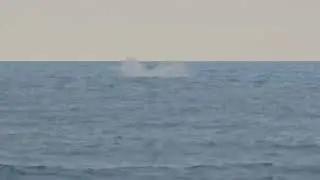 Whales on Day 3 of 48th Annual Buffalo's Big Board Surfing Classic