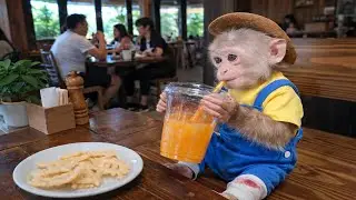 30 days - Baby monkey Molly asks Mom for permission to go to the cafe for entertainment.
