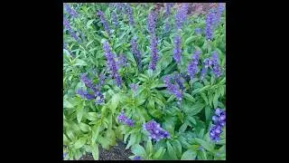 #lavender #ফুল এর গোপন তথ্য /রহস্য #minivlog #shorts #flowers #রহস্যময় #viral