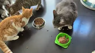 Ricky Was Sick of Being Alone and Has Now Friends Around Him! - Takis Shelter