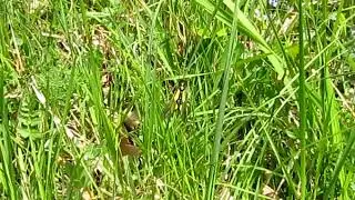 2018 05 11     ascalaphe soufr&eacute; ou papillon-libellule