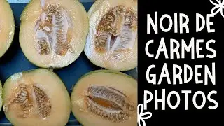 Small melon garden photos: Noir De Carmes Melon slideshow #verticalgarden #melon #naturephotography