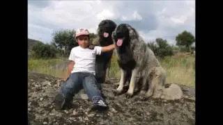 Estrela mountain dogs are also excellent therapy dogs