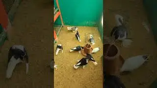 My Pigeon Farm 🕊️