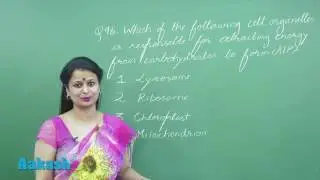 NEET UG 2017: Video Solution & Answer Key for Biology Question 96
