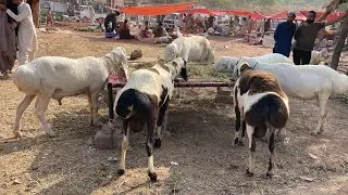 Biggest Female sheep price and Dumba Bakra Mandi Gali Jageer Fateh Jang Attock