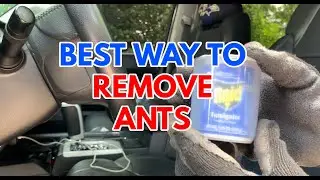 Eliminate Ants in Your Car: Quick Fix for Multiple Colonies! 🚗🐜 [Must-Watch]