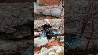 EXPLORE BANGBARA  ATAU LEBAH KAYU  (genus Xylocopa) #explore #insects #shorts #nature #bee