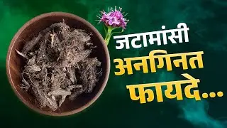 Spikenard: This Himalayan Herb Heals Mind & Hair! | जटामांसी की उपयोगिता एवं मानव जीवन पर प्रभाव