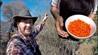 How to Grow And Propagate An Abundance Of Goji Berries