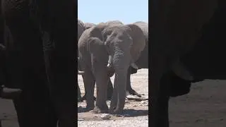 What Makes ELEPHANTS Detect Rainstorms From Miles Away?
