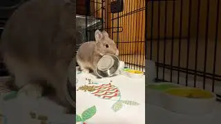 Crazy Rabbits #amazing #rabbit #bunny #pets #animals #shorts