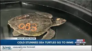 Kemps Ridley Sea Turtles arrive at IMMS to start their rehabilitation process