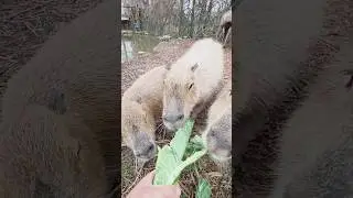 Капибары любят салат