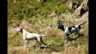Linecasters Greywing Hunting 2014