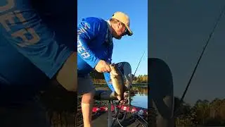 Flipping on Lake Toho  #shorts #bassfishing #fishing #flipping #viral #florida  #fyp