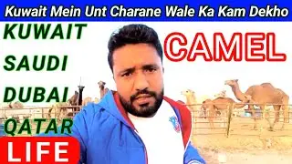 How to kuwait camel from | camel | kuwait  | camel Video | #unt गरीब लोगों की लाइफ देखो @mehbubinfo