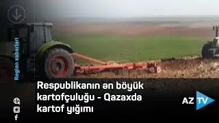 Respublikanın ən böyük kartofçuluğu - Qazaxda kartof yığımı
