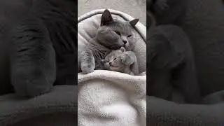 Mom British Shorthair Cat Hugging Her Kitten Tender Moments Caught