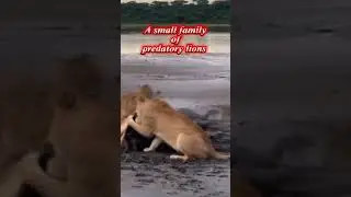 group of predatory lions hunting wildebeest #animal #wildlife