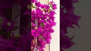 #bougainvilleaflowers from my front yard garden ❤️