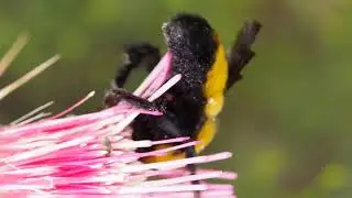 Juwelen der Natur - Heimische Tierwelt