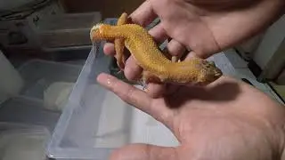 Unboxing New Leopard Gecko - Exotic Animal - Reptile Keeping!