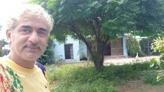 Ceylon Cedar Tree Pruning - Persian Lilac tree - Melia azedarach - Dharaik - Engineer Ka Bagh