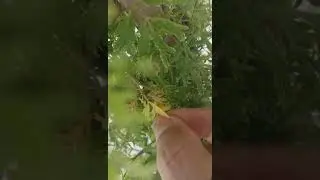 Cuidando do meu jardim - parte 3 #natureza #jardim #jardimencasa #jardineiro #alegria #plantas #dia