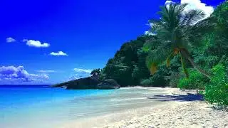 Cozy Beach Day 🌴 Ocean Waves, Seagulls & Calm Tropical Ambience
