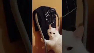 Cat's washing machine