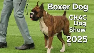 Boxer Dog || CKAC Dog Show 2025 || Highlights