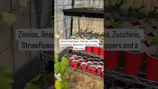 Join the Fae Flower Farm Community for More!