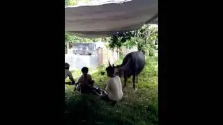 Nacimiento b&uacute;falo en Toraya