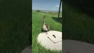 Crazy close pelican encounter