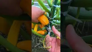 one Chinese Man farming foods and vegetables #farming #foods#farmer #farmers