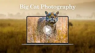 Cats in Focus: A Guide to Big Cat Photography with Nick Garbutt  - 11 February 2025