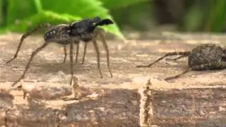 Wolf spider (Lycosidae) Pardosa amentata. Male dancing.