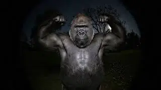 Animal Bodybuilding Moves