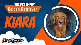 Red golden retriever | 6mon old | Kiara | Best Dog Trainers Northwest Arkansas | Off Leash K9