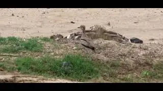 Lizard vs. bird fighting video - Welcome to African Safari Guide.