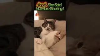 Top 5 She Said NO More Snoring !😹💥#FunnyCats #Couple #PetComedy #Cat #ViralPets #CuteAnimals #Shorts