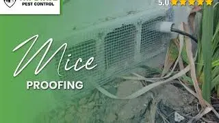 NYC Pest Control Experts | Trusted Exterminator Services for Rodents & Bed Bugs