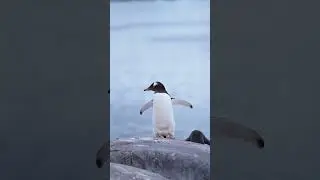 Let's Dance with the Penguins!