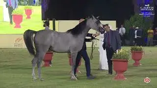 The 13th Local Breed Championship A. H. 2024 - YFC