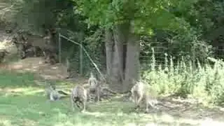 Kangaroo Center