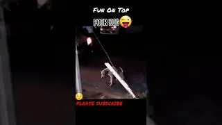 Smart Dog Reaction | Funny Moments | Fun On Top