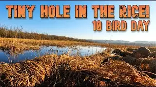 Duck Hunting WILD RICE on MISSISSIPPI RIVER Wisconsin PUBLIC LAND!